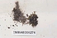 藏品(東亞孔雀苔)的圖片